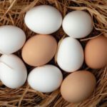eggs