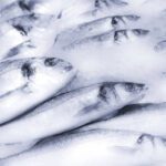 sea-fish